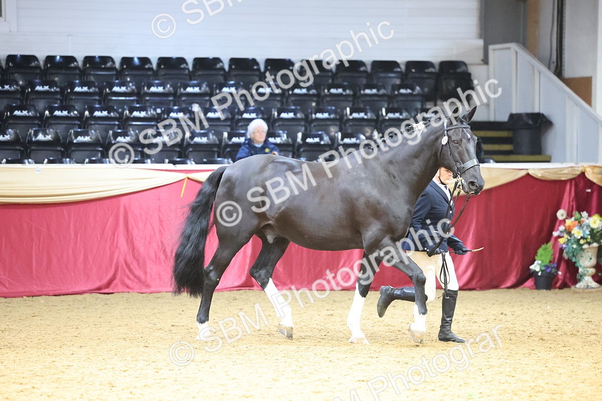 SBM_22654 - Class 903 - Supreme Final - IH Pre Vet