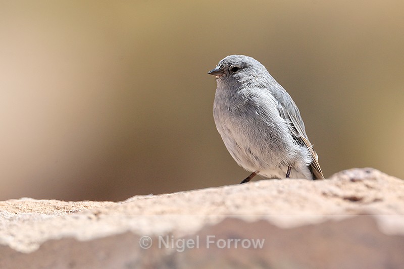 Male Plumbeous Sierra-Finch, El Tatio Geyser Field, Chile - Plumbeous Sierra-Finch