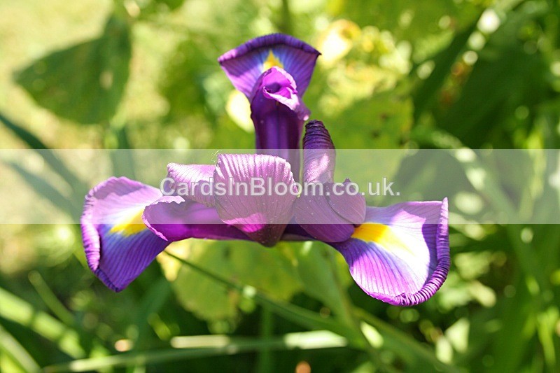1032 - IRISES