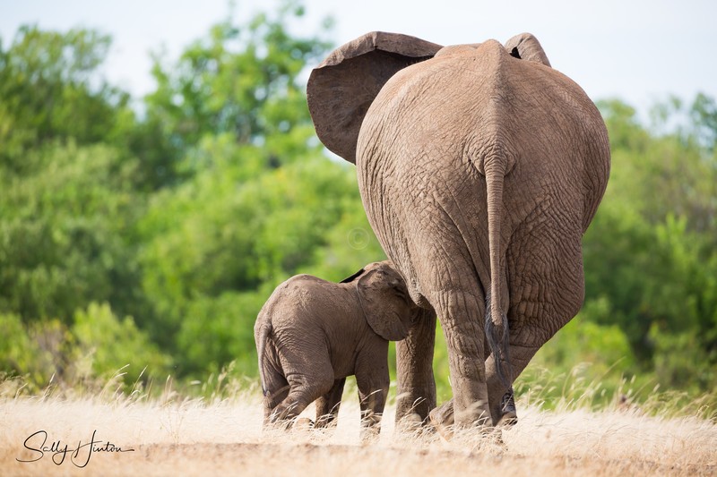 Elephant Suckling
