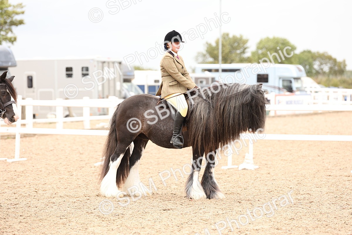 SBM_19703 - Class 216 - Ridden Traditional - Native Cob