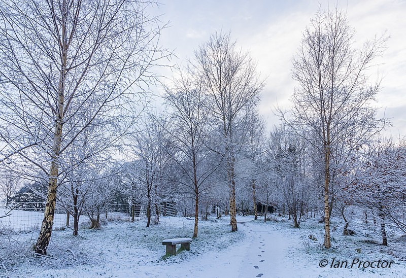 A Winter's Stroll - Winter