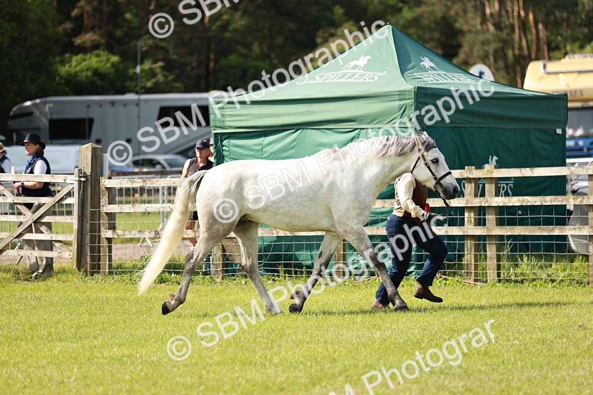 SBM_01706 - Class 14-23 - Mountain & Moorland In Hand Non Welsh