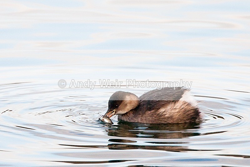 20091212-Moore 055 - Little Grebe