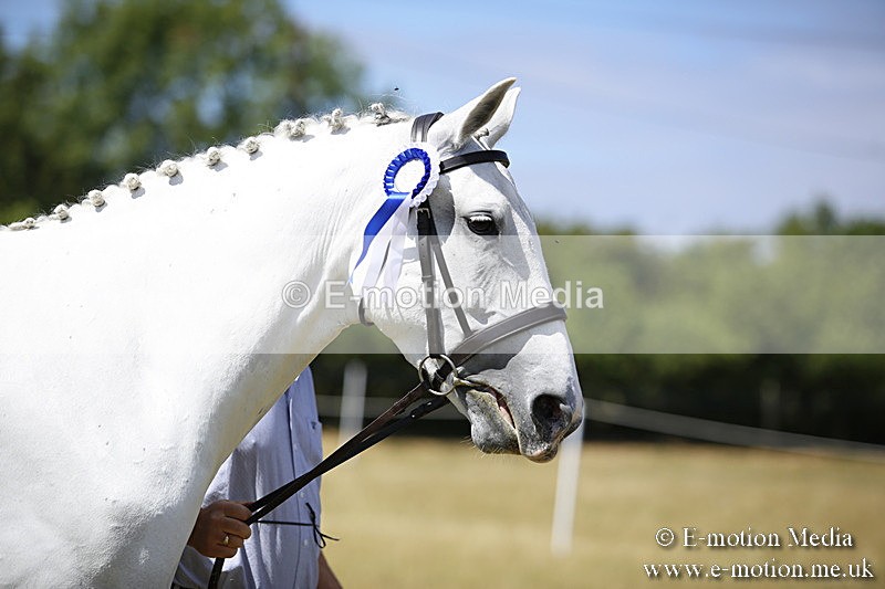 _C7A9812 - BVRC Sow 2018 Ring 2