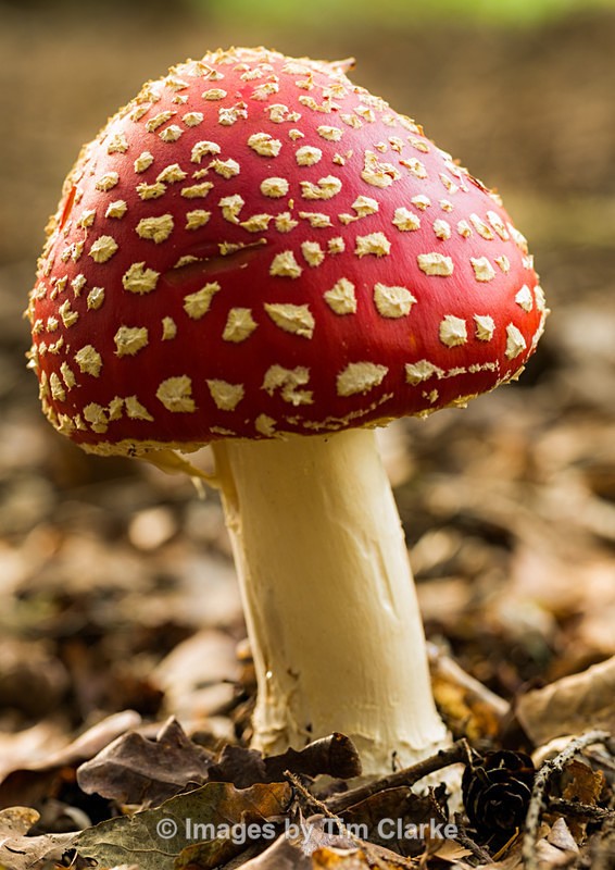 Fly Agaric 021822 - Nature
