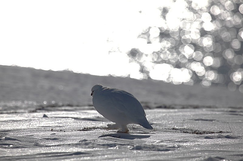 Grouse 5 - Latest Photos