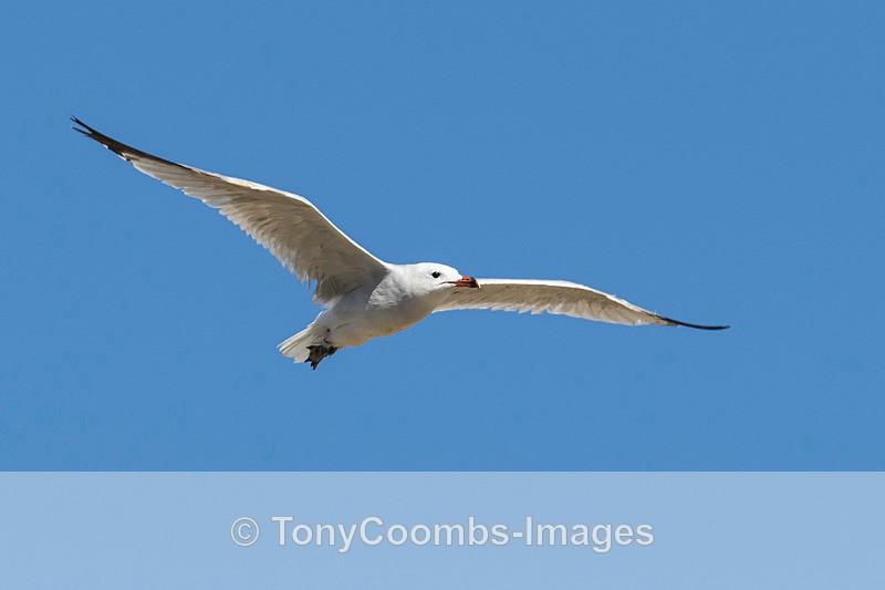 Audouin's Gull - Spain  2016