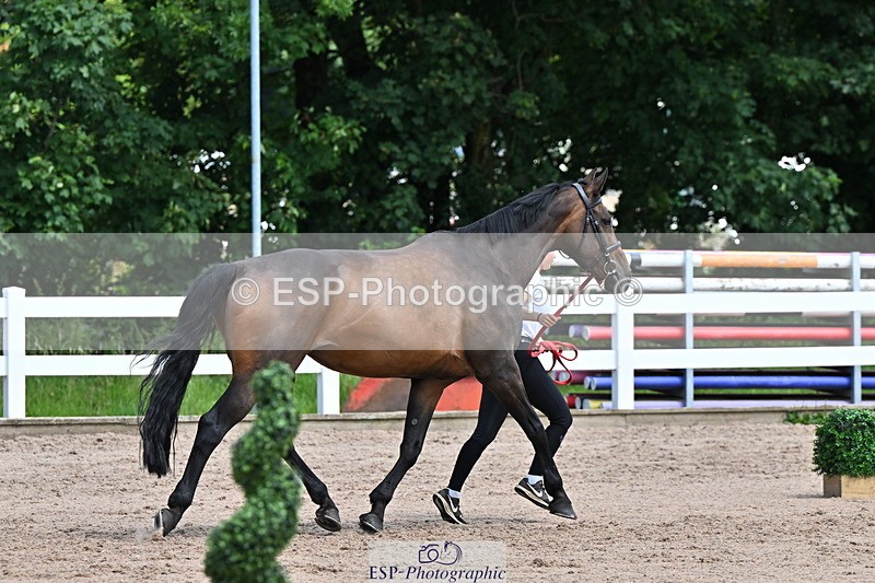 240718A-105250-01224 - Trot Up 12pm to 1pm