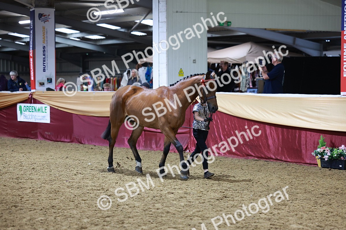 SBM_20392 - Class F - IH Small (148cm & Under)Champ