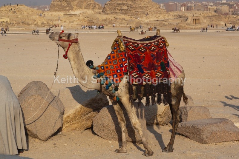 YR6M7854  (RM) - Worldwide