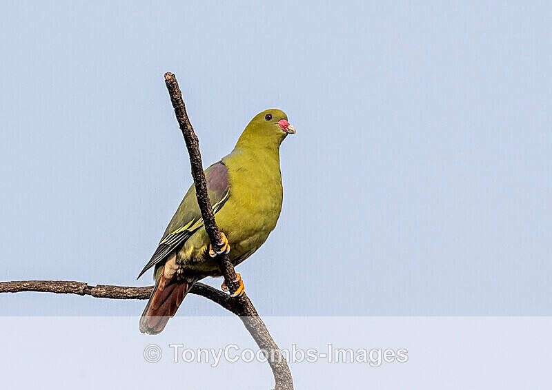 African Green Pigeon - The Gambia
