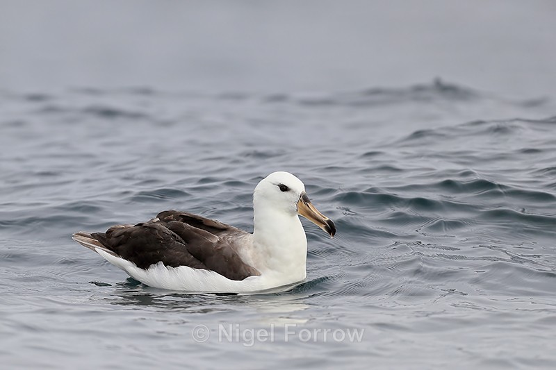 Immature Black-browed Albatross, Chile - Black-browed Albatross