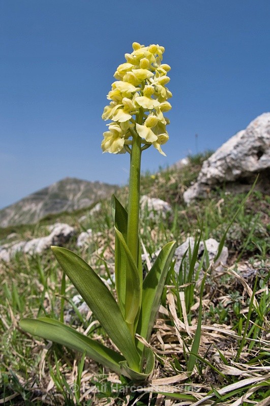  - Plants: wide-angle