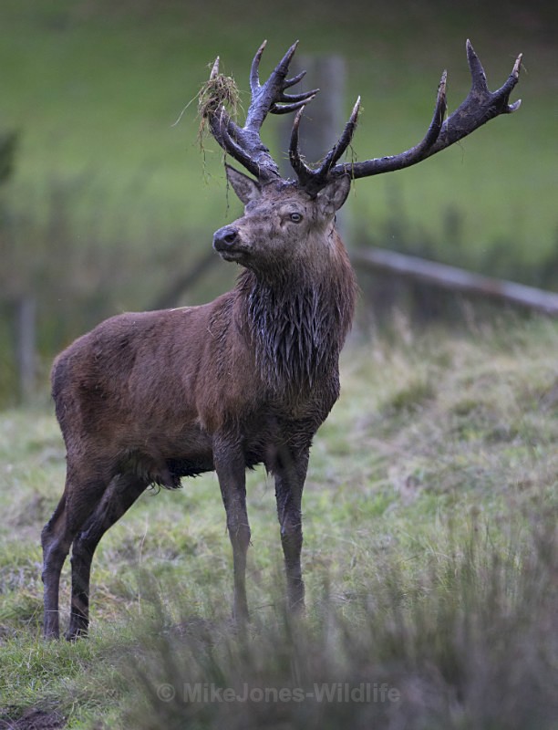 _H5X8910  Red Deer 'Rut' 2015 - New Deer Rut  2015