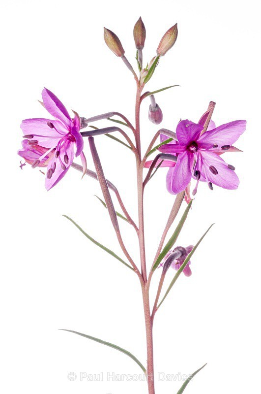 Dodonaeus' willow herb (Epilobium dodonae) - Plants - WB