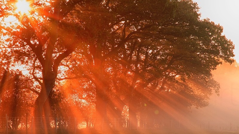 Morning Rays_3742 - Spirit Element