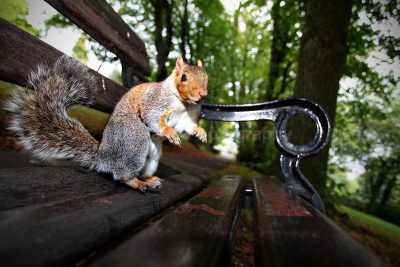  - Wildlife, Mammal Photography, Great Britain