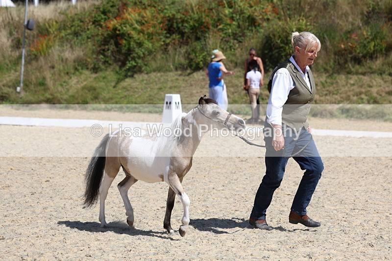 3E7A9483 - Class 30: Mnititature Horse