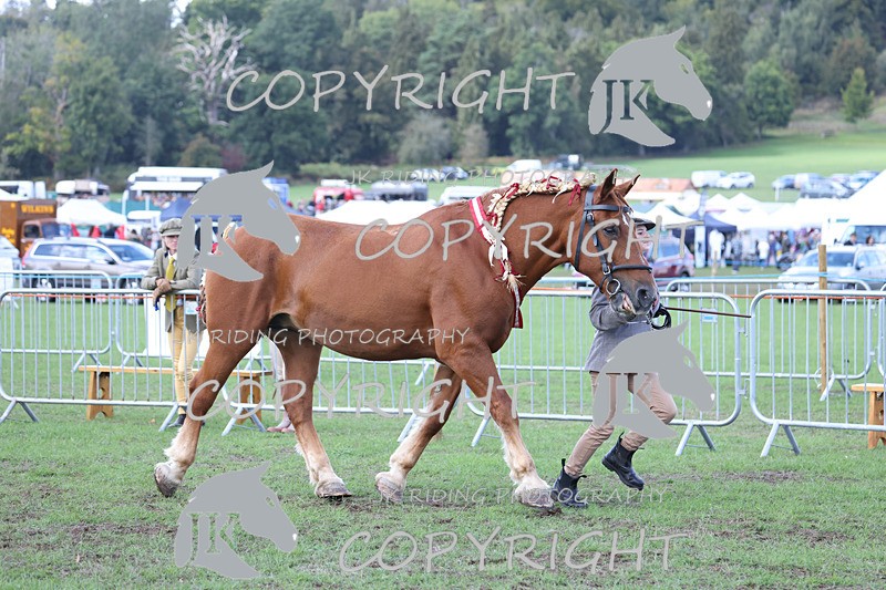 APP_3443 - Class 6 Young Handlers