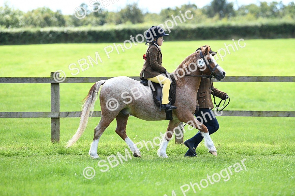 SBM_42501 - S20 - Lead Rein Mountain & Moorland Pony