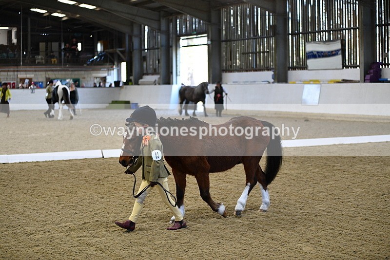 WJ5_3728 - Class 5 In Hand Veterans