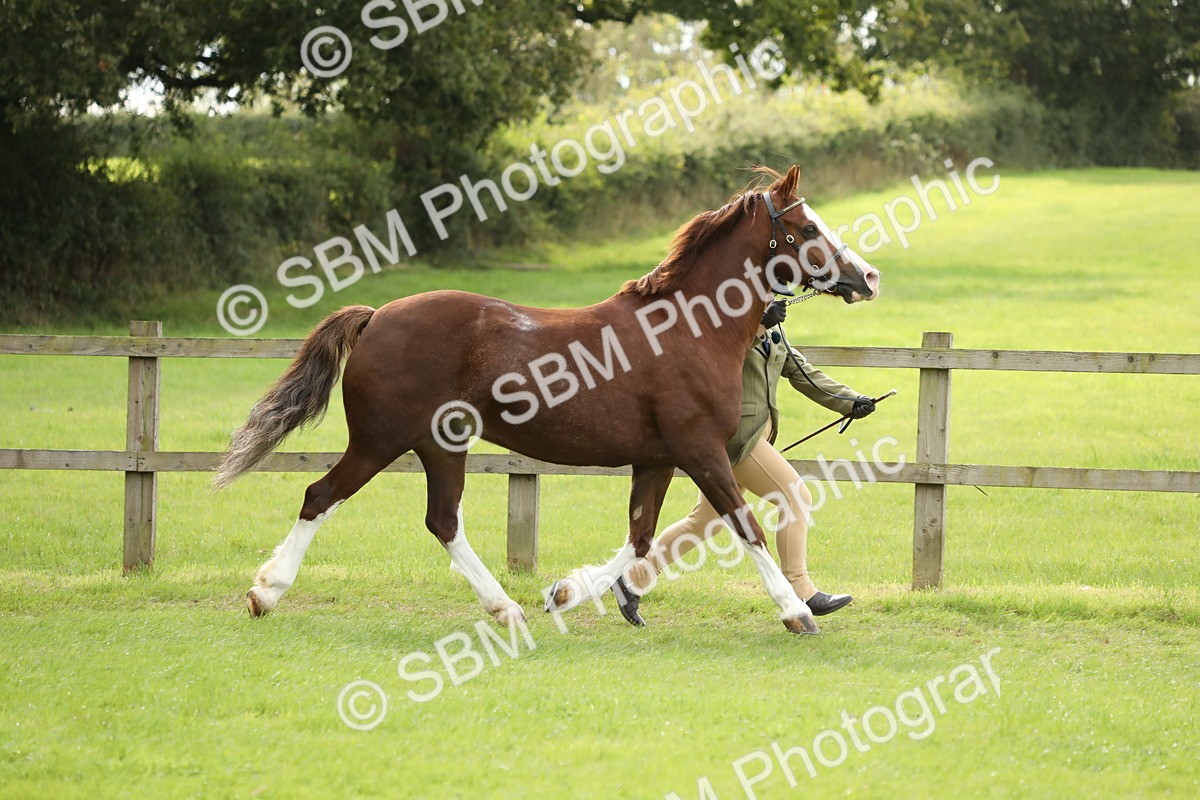 SBM_65396 - S47 - Mountain & Moorland In Hand Large Breeds