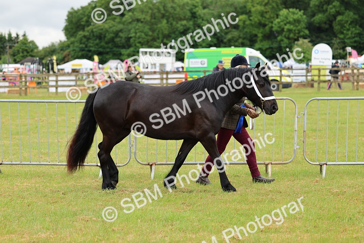 SBM_00592 - Class 58-67 - M&M Non Welsh Pony In hand
