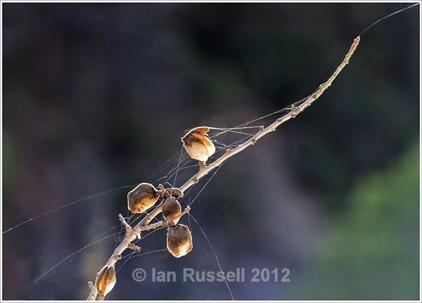 Almond Branch - Other Images