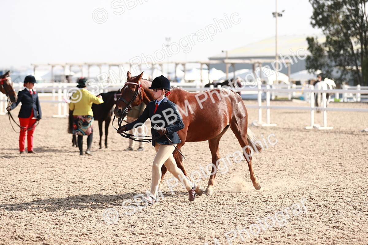 SBM_11099 - Class 205 IH Show Pony/ Show Hunter Pony