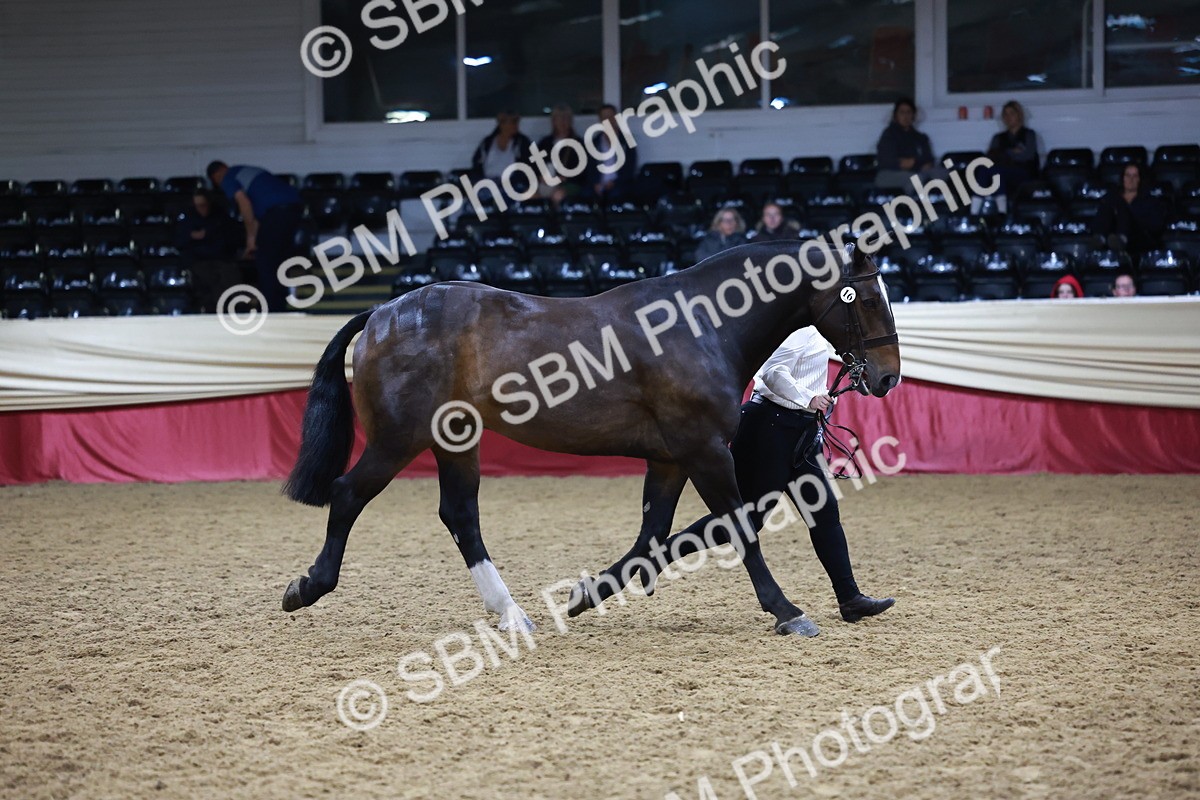 SBM_20473 - Class G - IH Large (over 148cm)Champ
