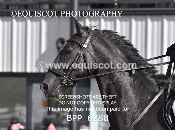 BPP_6288 - CLASS 11 THURS GFS Saddles Senior Newcomers/1.10m Open