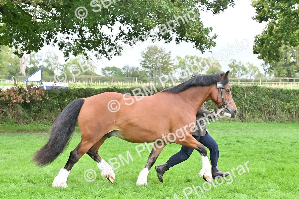 SBM_63244 - S49 - Mountain & Moorland In Hand Large Breeds