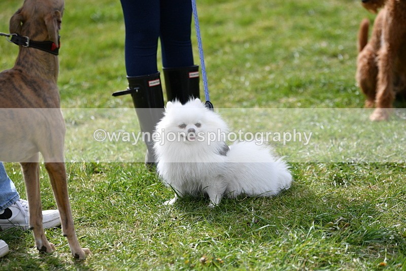WJ5_9844 - Class 3 Most Handsome Dog