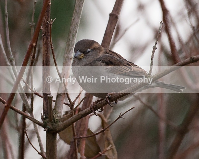 20090110-010 - House Sparrow