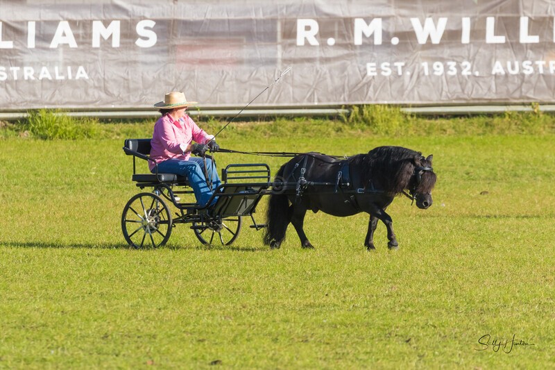 Harness Driving Challenge 1. 0A3A9567 - 2025 Senic Rim Clydesdale Spectacular