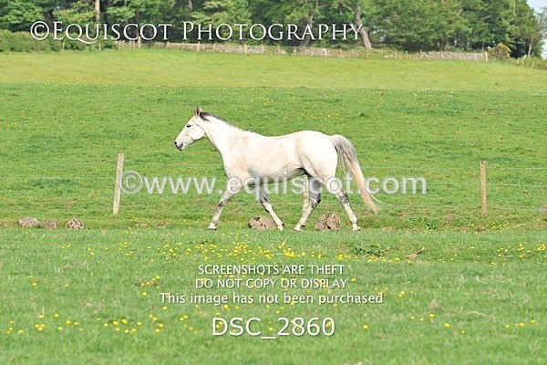 DSC_2860 - ARCHIVE REQUEST - Quincy and Guinness