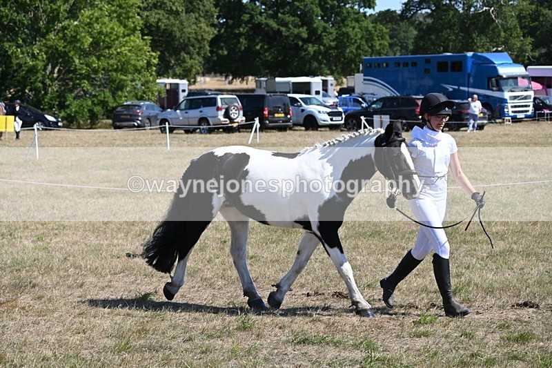 WJ6_8604 - Class 37b Best Loan Pony In-hand