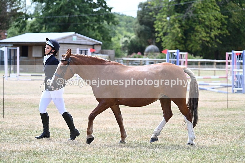 WJ7_1969 - Class 4a Prettiest Mare 14.2hh and over hand