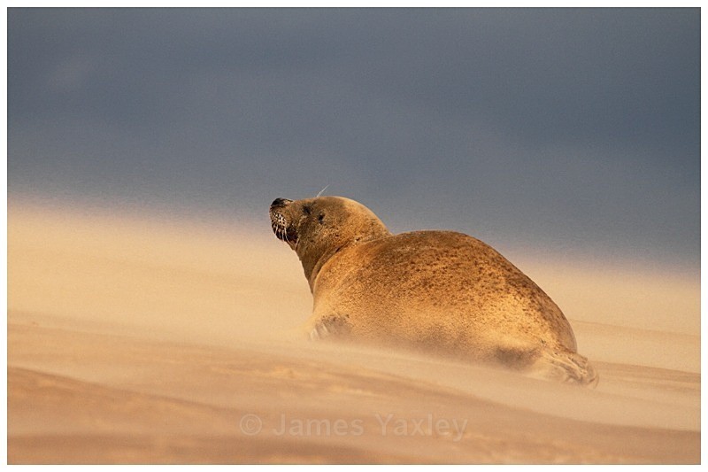 Sandstorm Seal - The British Wildlife Photography Awards 2009 to 2014