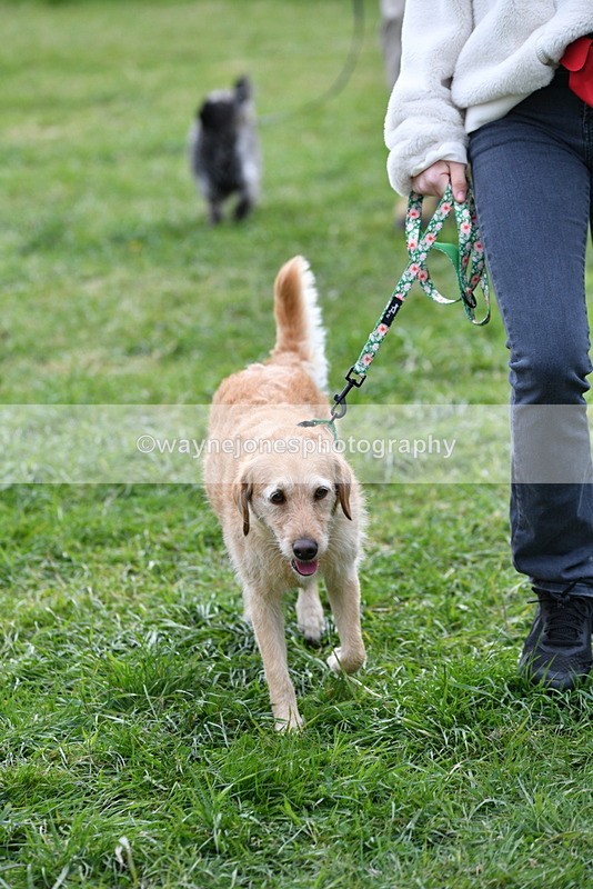 WJ5_9320 - Class 1 Best Cross Breed / Heniz 57