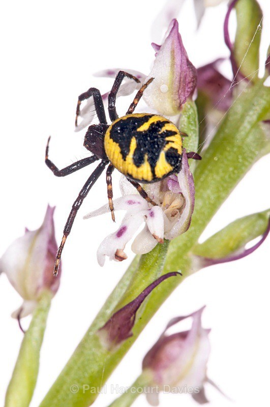 Crab spider (Synaema globosum) - Small Creatures - WB