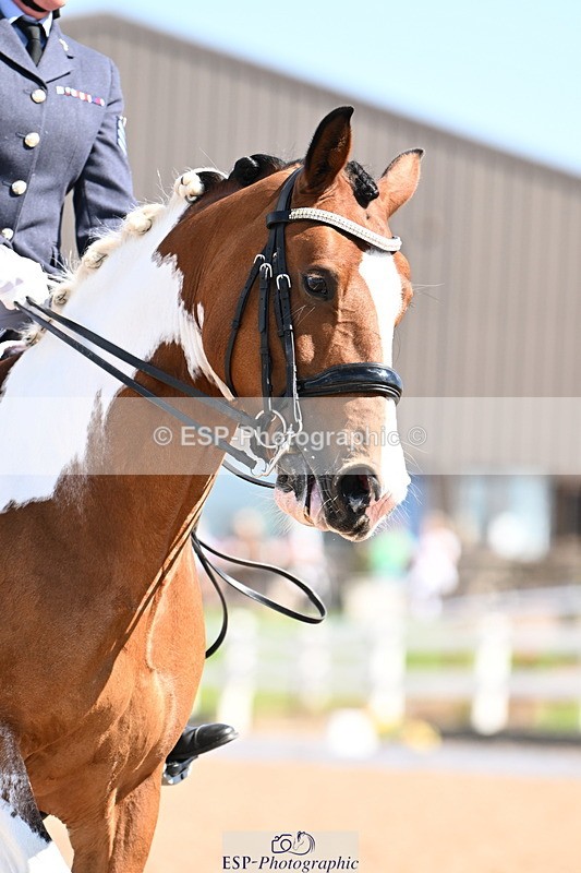 240816A-111102-04019 - 189-Mel.Day-Dolderwydd.lucky.Maisie