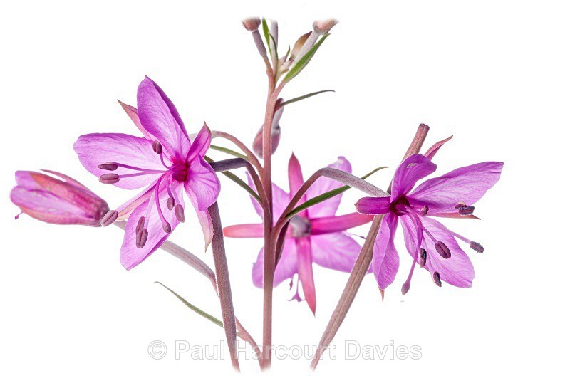 Dodonaeus' willow herb (Epilobium dodonae) - Plants - WB