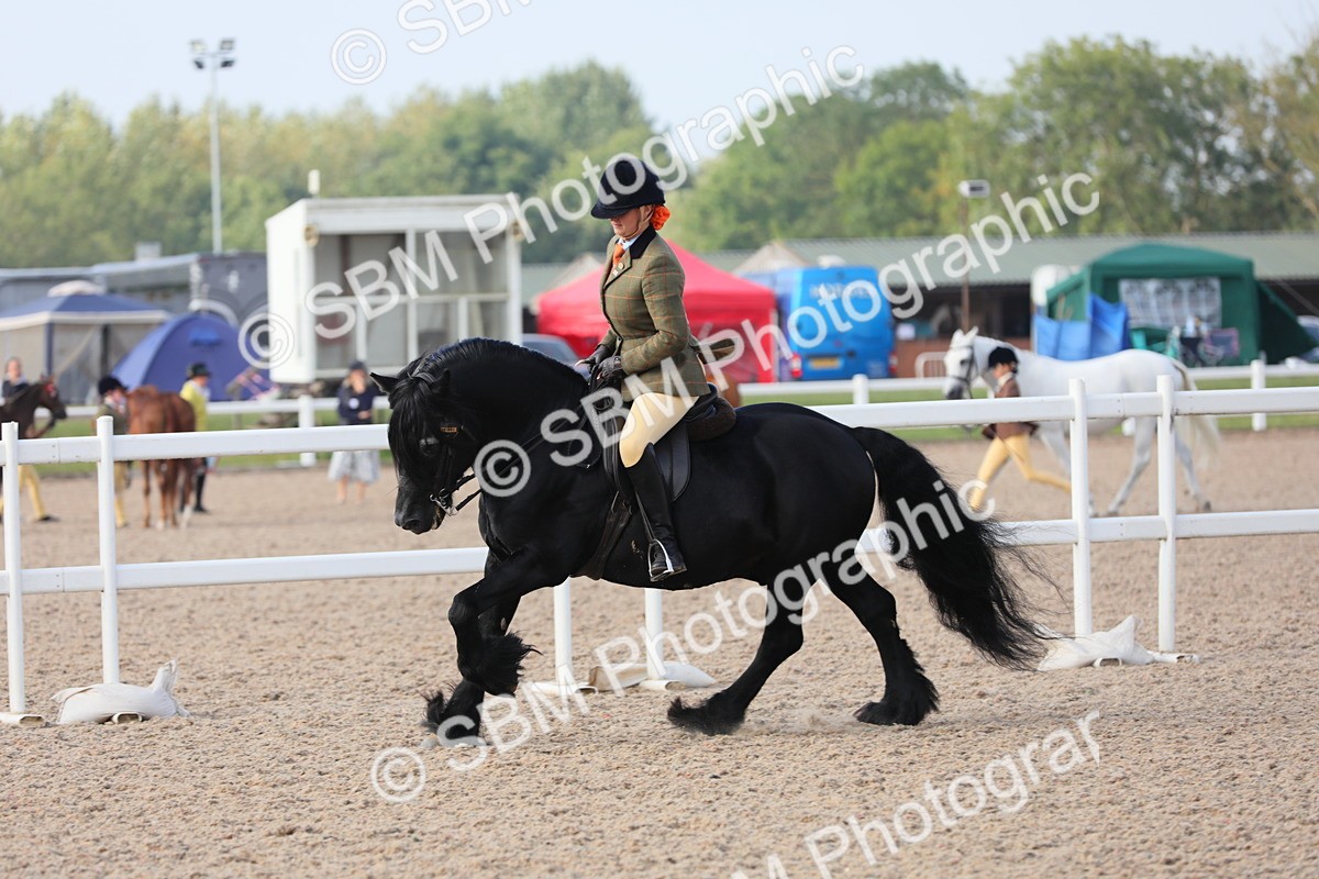 SBM_10120 - Class 302 Ridden M&M -Large Breeds