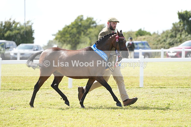 DSC07528 - Pony Breeding Championship