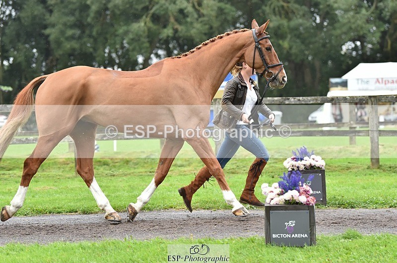 231018-123738-00410 - 049-AUGUSTUS.IMPERIOUS-Ines.Mitchell-TrotUp