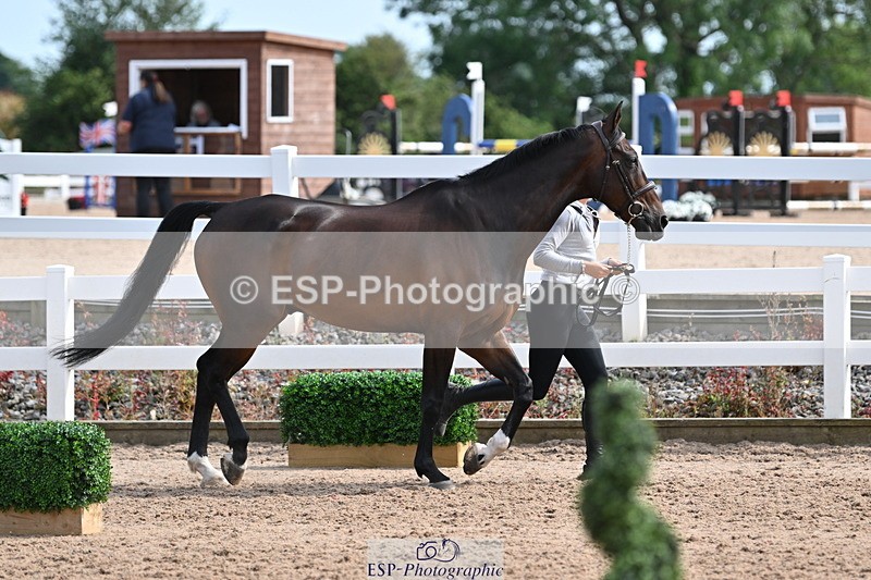 240717A-161458-03380 - Trot Up 4pm to 5pm
