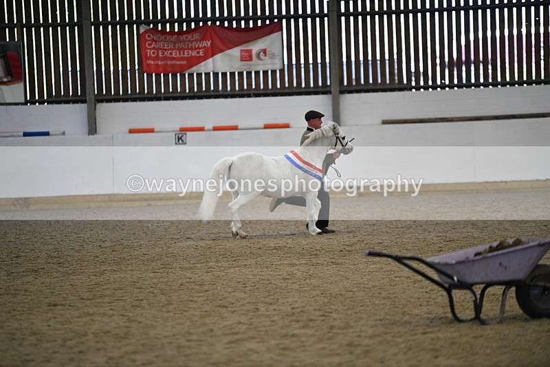 WJ5_5821 - Morning in hand Championship