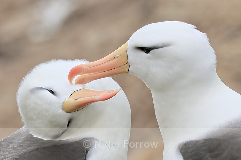 Black-browed Albatrosses allopreening, Falklands - Black-browed Albatross